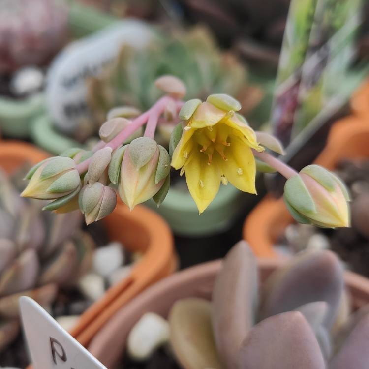 plant image 1551654