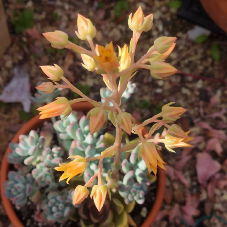 plant image 1552147