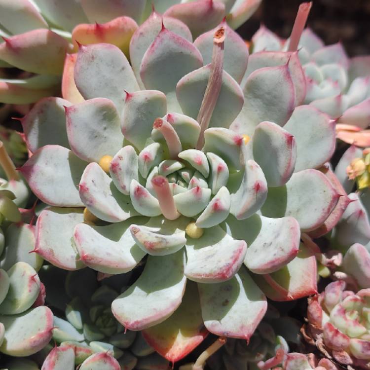 plant image 1553363 plant image 1553363