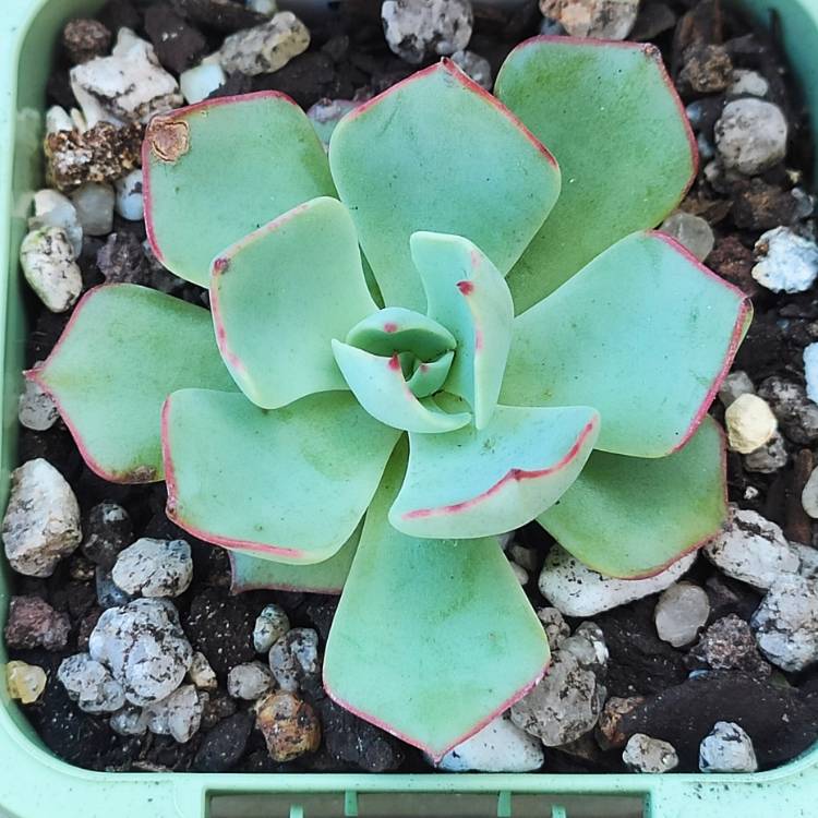 Plant image Echeveria Strictiflora var. Nova