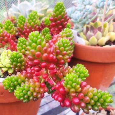 Sedum Rubrotinctum Dwarf 