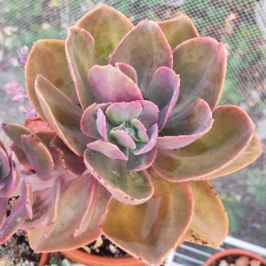 Echeveria Gibbiflora Metallica