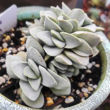 Crassula 'Morgan's Beauty'