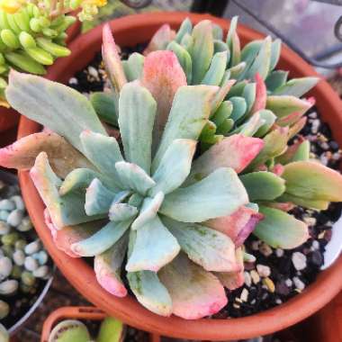 Echeveria Hoveyi