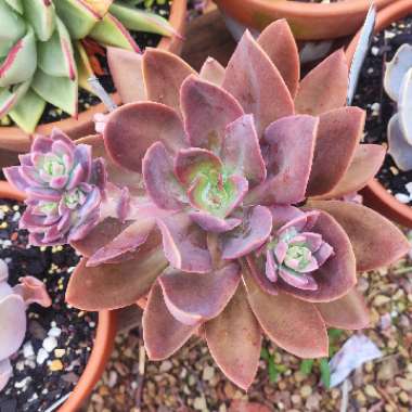 Echeveria Hanaikada