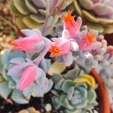 Echeveria Exotic