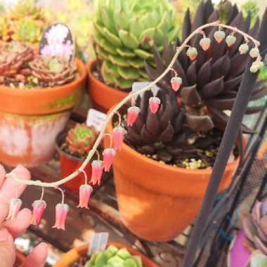 Echeveria Moranii