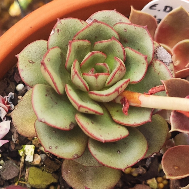 plant image 1556160