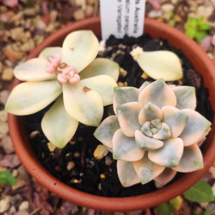 plant image 1556163