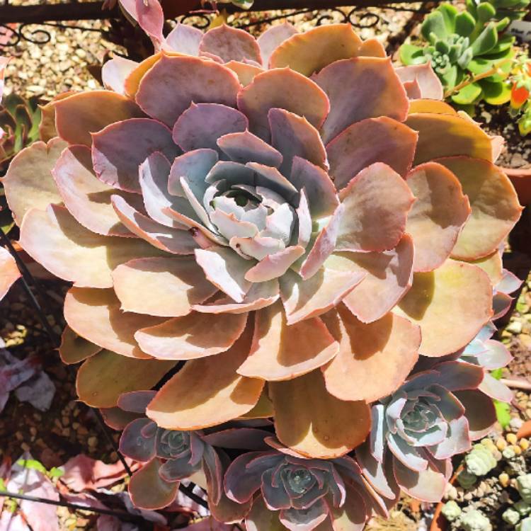 Plant image Echeveria Morning Light