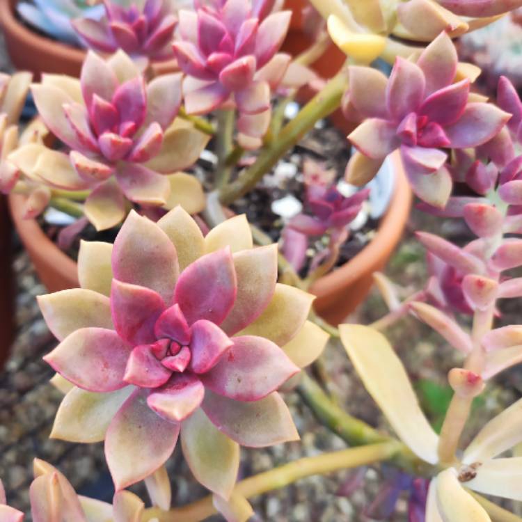 Plant image xGraptoveria Rubra