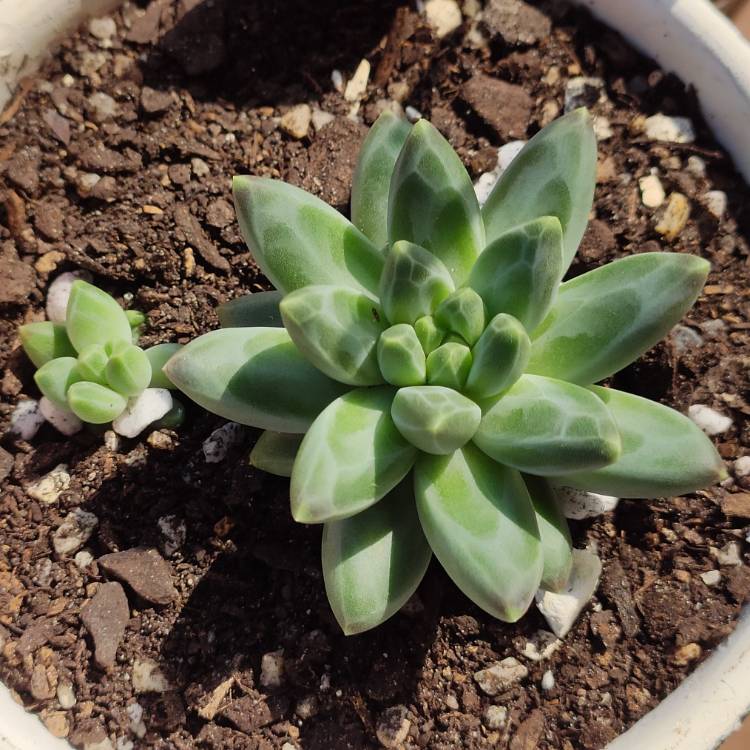 Plant image Pachyphytum Chiseled Stones