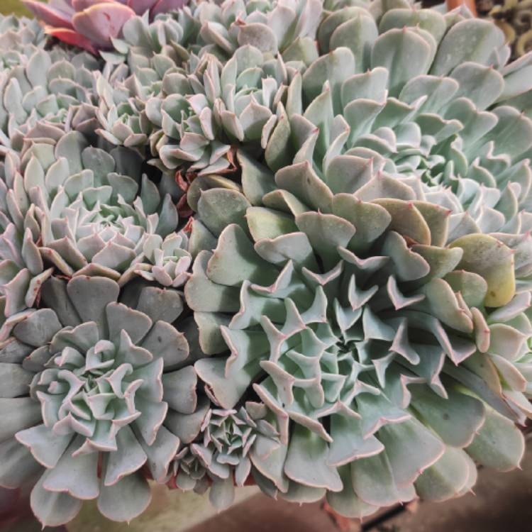 plant image 1570203