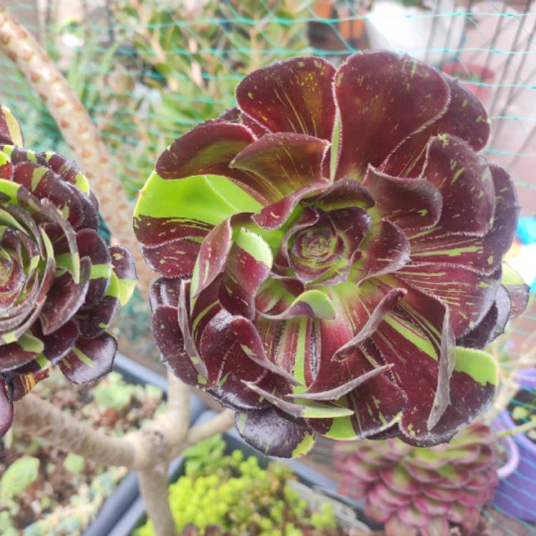 plant image 1570207