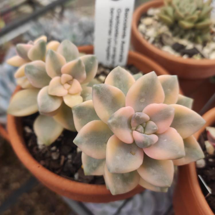plant image 1570214