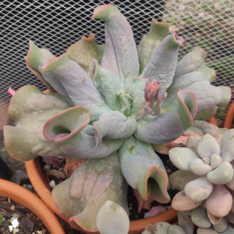 plant image 1570217 plant image 1570217