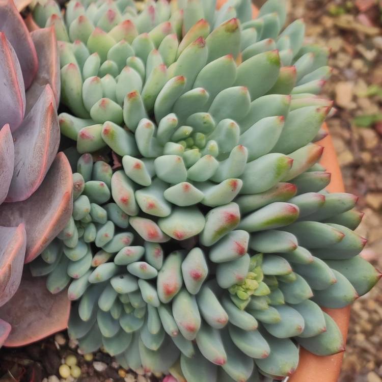 plant image 1570221