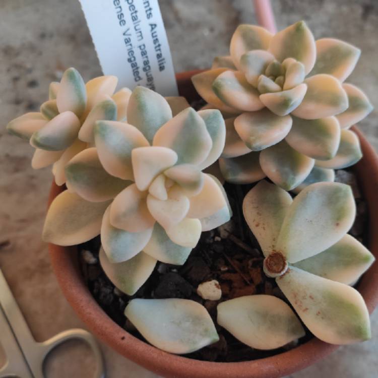 plant image 1578802