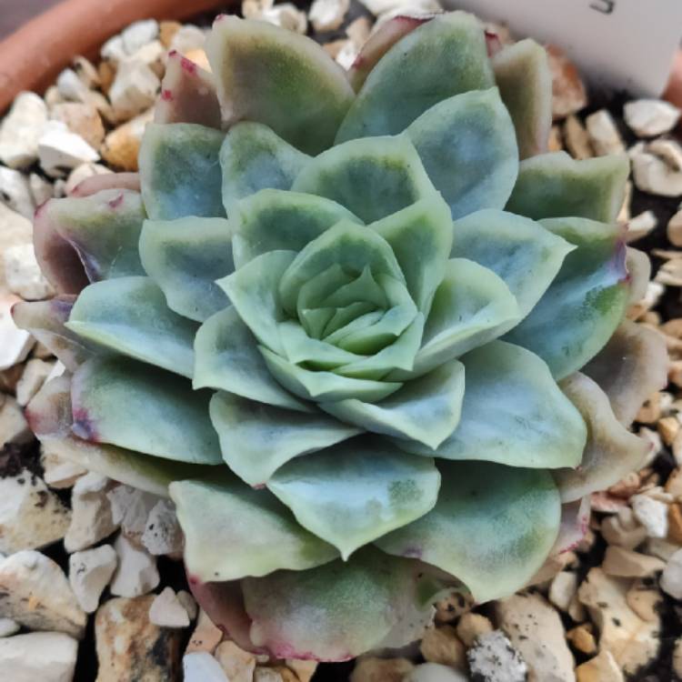 Plant image Echeveria Rose Queen