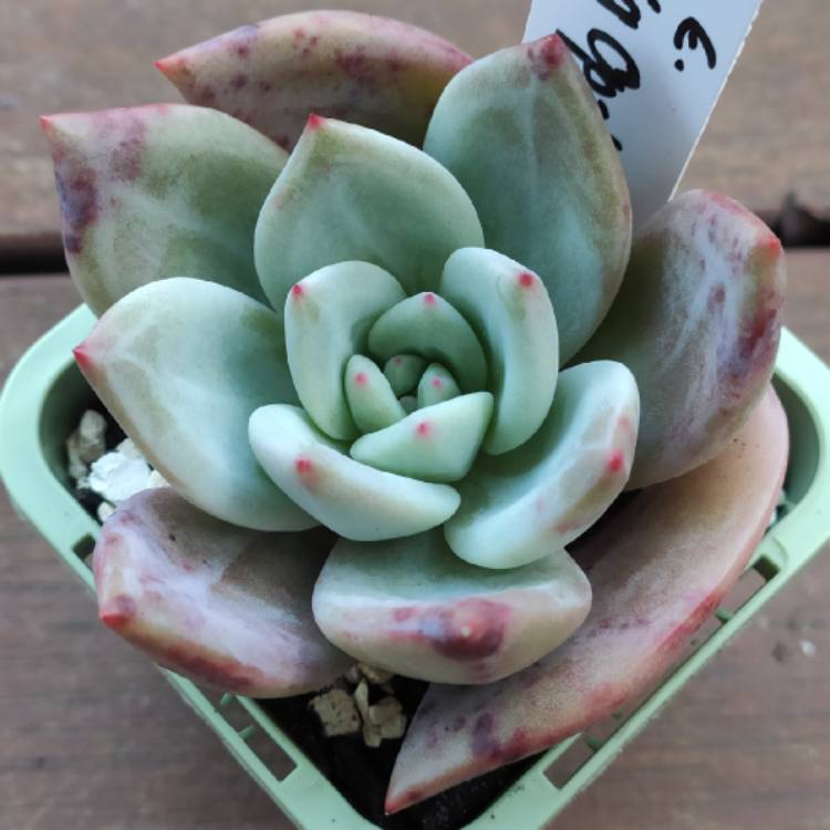 Plant image Echeveria Big O