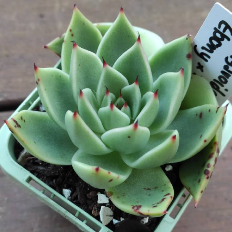 Plant image Echeveria Agavoides Ebony x Cuspidata v. Zaragozae