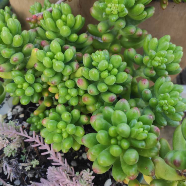 Plant image Sedum Pachyphyllum Jaspa 