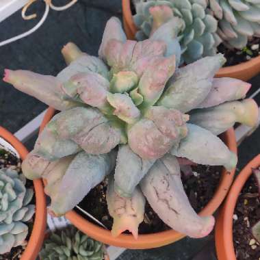 Echeveria Culibra