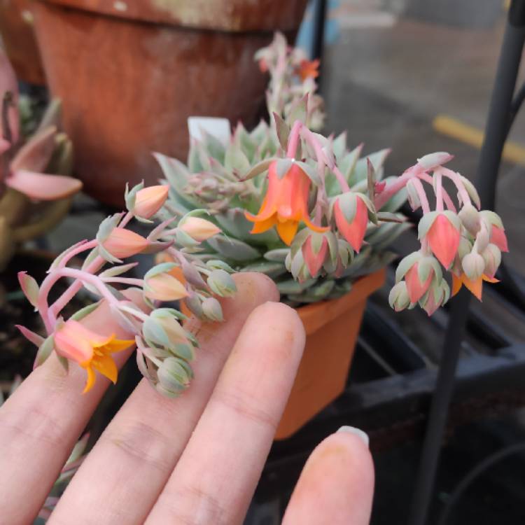 Echeveria Prism Echeveria Prism Uploaded By jizzjizzy echeveria-prism-echeveria-prism-uploaded-by-jizzjizzy