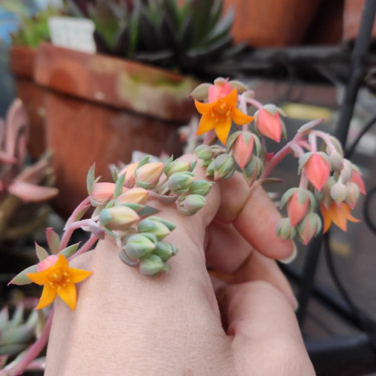 plant image 1627393 plant image 1627393