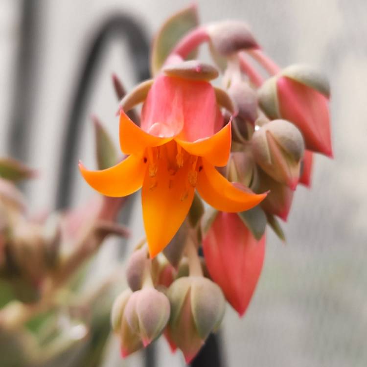 plant image 1627401 plant image 1627401