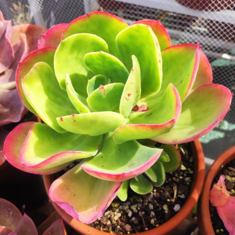 Plant image Echeveria Ecuador