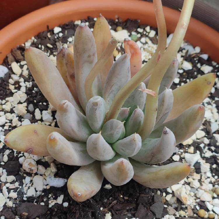 plant image 1636195