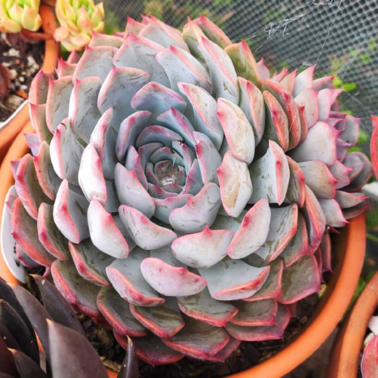 plant image 1646728