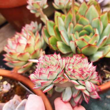 Echeveria Moon Gadnis