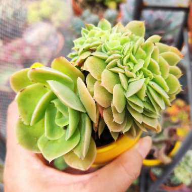 Echeveria 'Lemon And Lime'