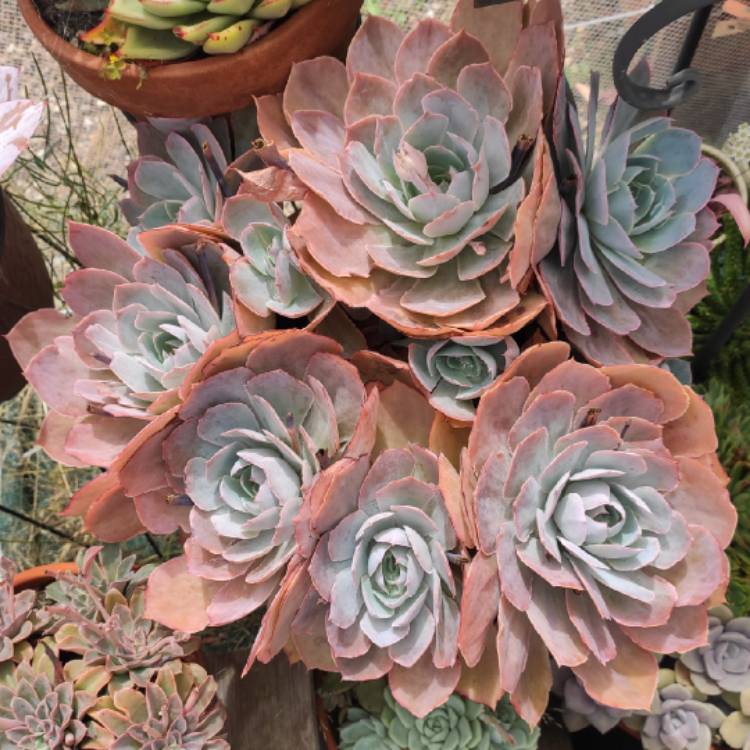 plant image 1646762 plant image 1646762