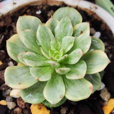 xSedeveria Rolly Variegata