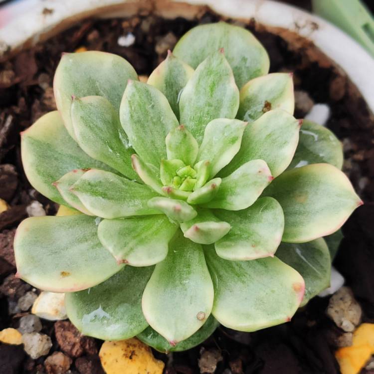 Plant image xSedeveria Rolly Variegata
