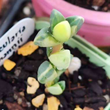 jizzjizzy's plant