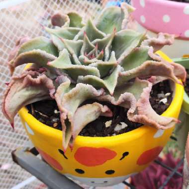 Echeveria 'Madiba'