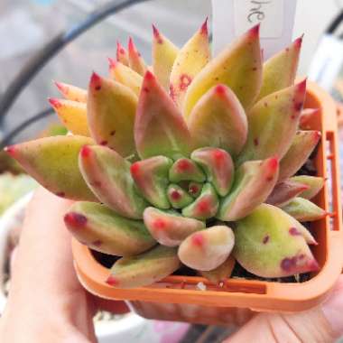 Echeveria Psyche