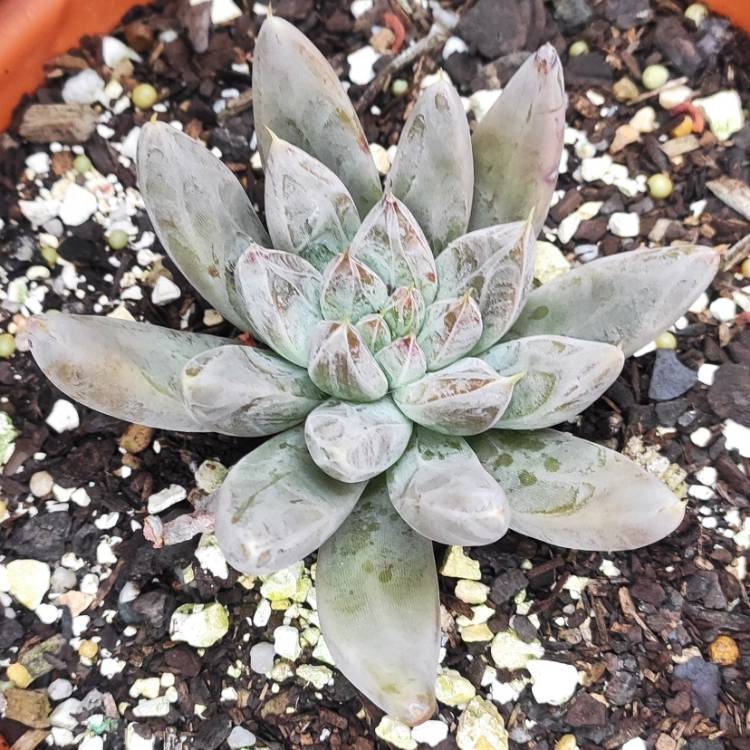 plant image 1653747