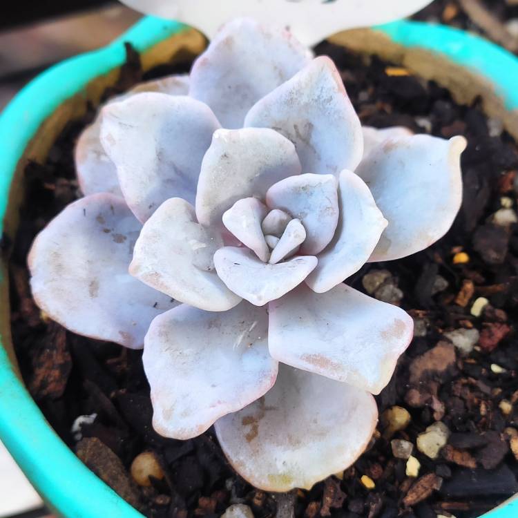 Plant image Echeveria ‘Crispate Beauty'