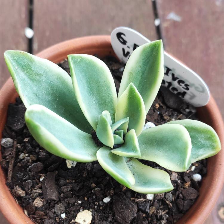 Plant image xGraptoveria Fred Ives Variegated Form