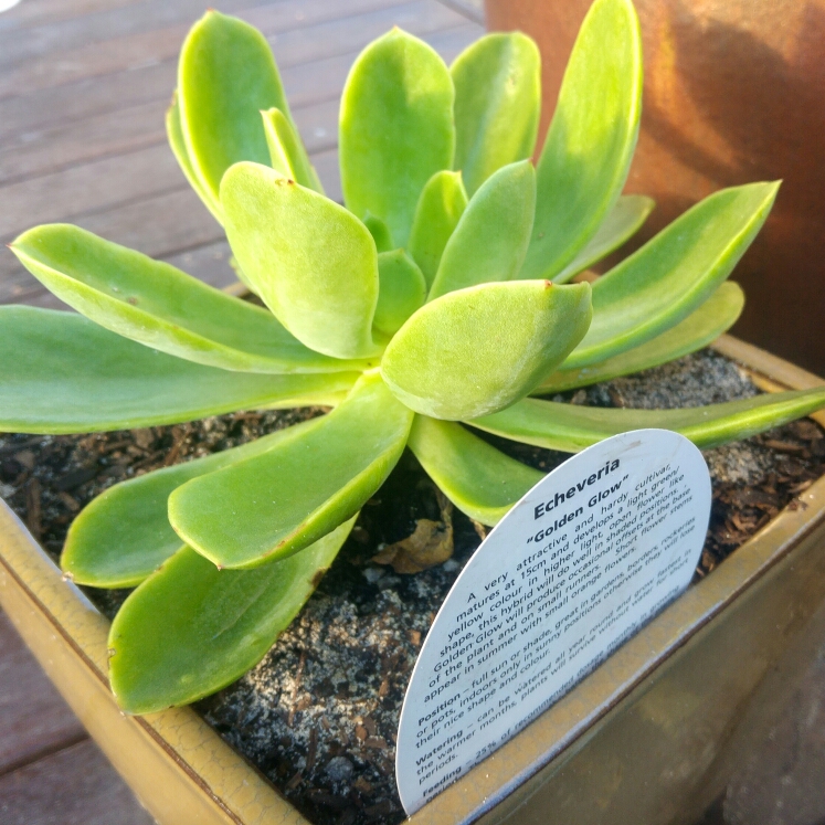 plant image 693612 plant image 693612