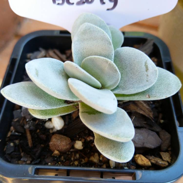 plant image 878350