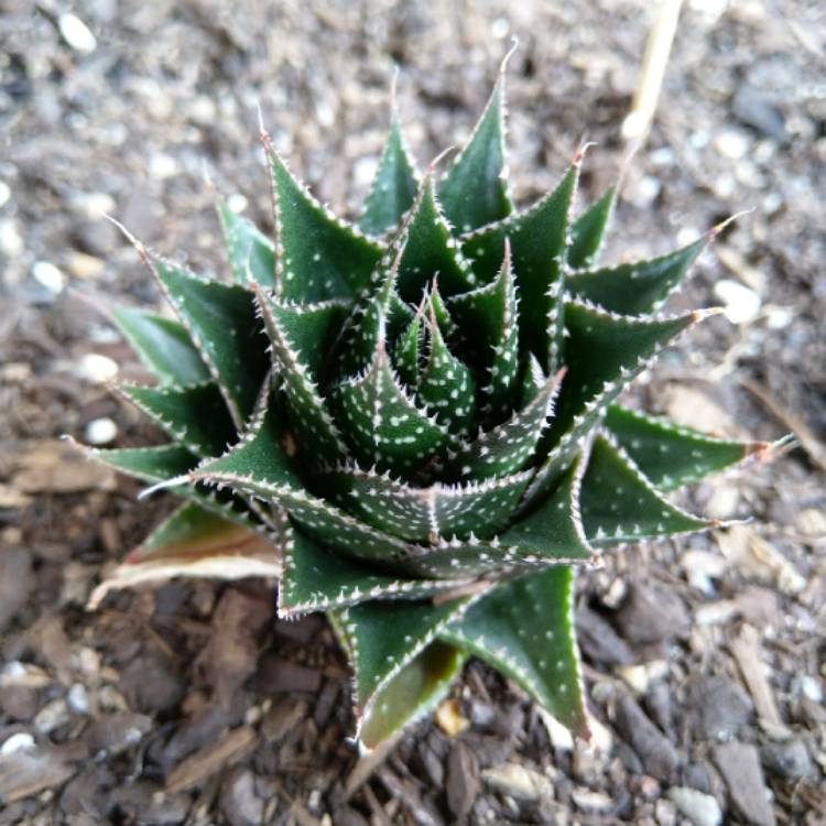 plant image 878769 plant image 878769