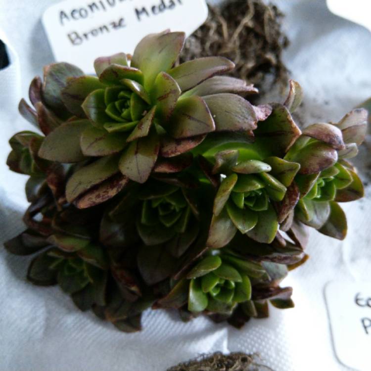plant image 879388