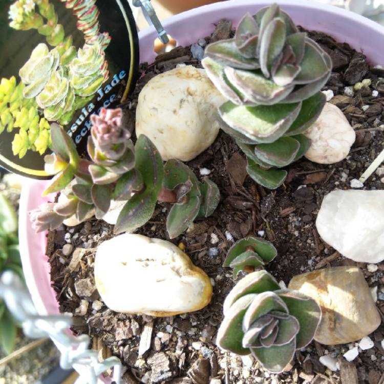 plant image 879673 plant image 879673