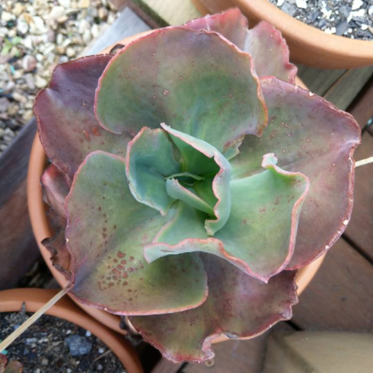 plant image 879727 plant image 879727